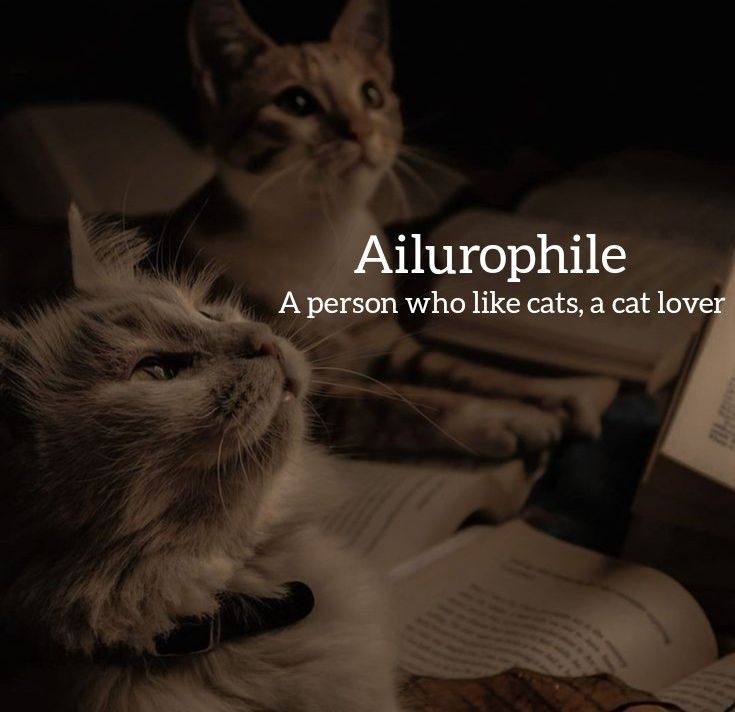 a cat laying down next to an open book with the caption, alurophile a person who like cats, a cat lover