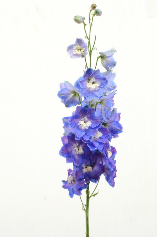 blue flowers are in a glass vase on a table