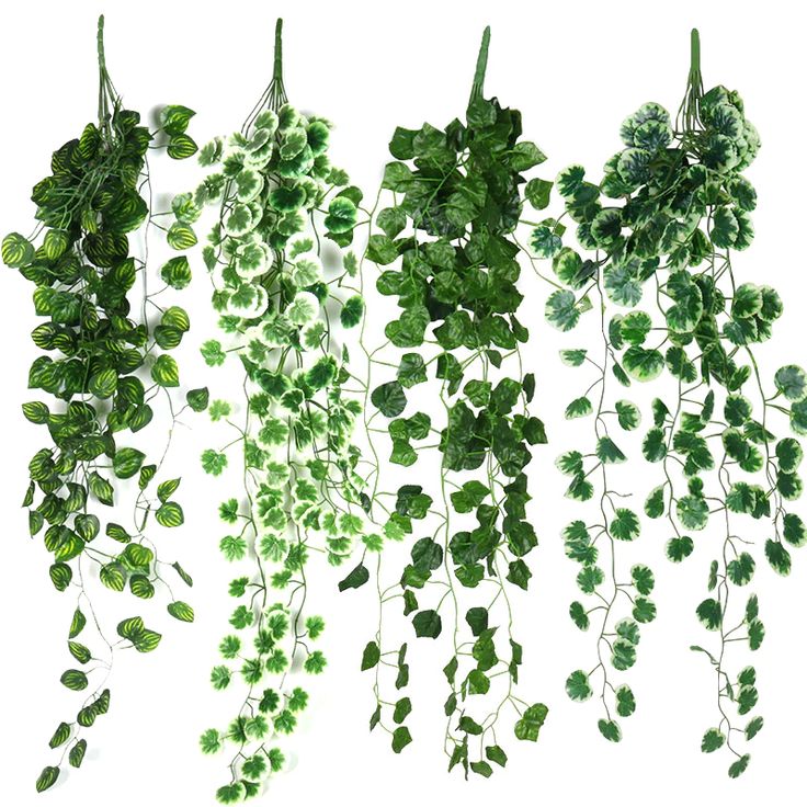 four different types of plants hanging from the side of a white wall, each with green leaves