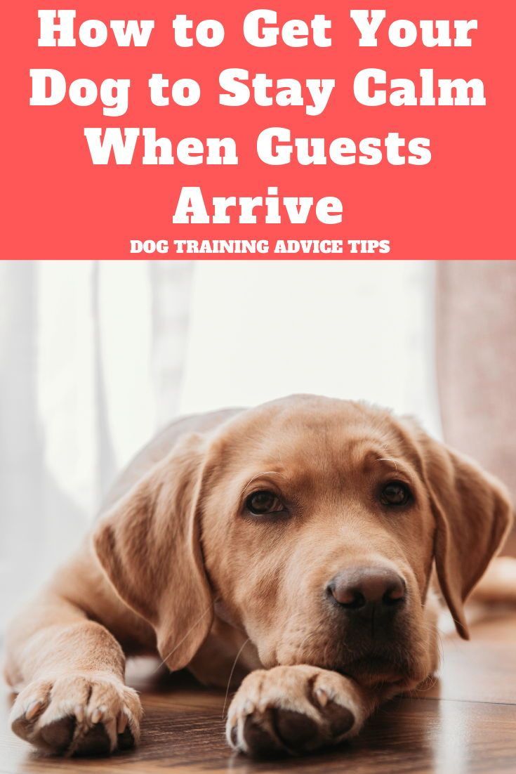 a dog laying on the floor with text overlay that reads how to get your dog to stay calm when guests arrive