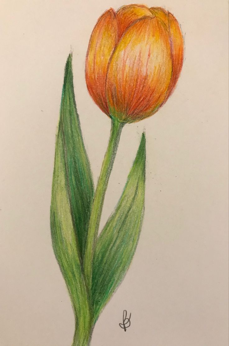 a drawing of two orange flowers with green leaves