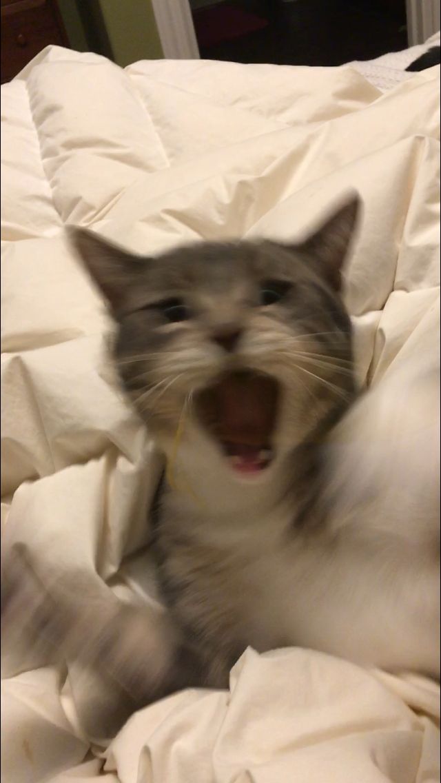 a gray and white cat laying on top of a bed with its mouth wide open