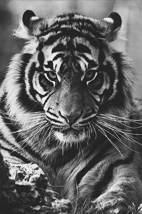 a black and white photo of a tiger