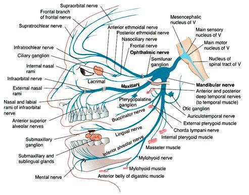 diagram of the human nervous system with labels on each side and labeled in blue text