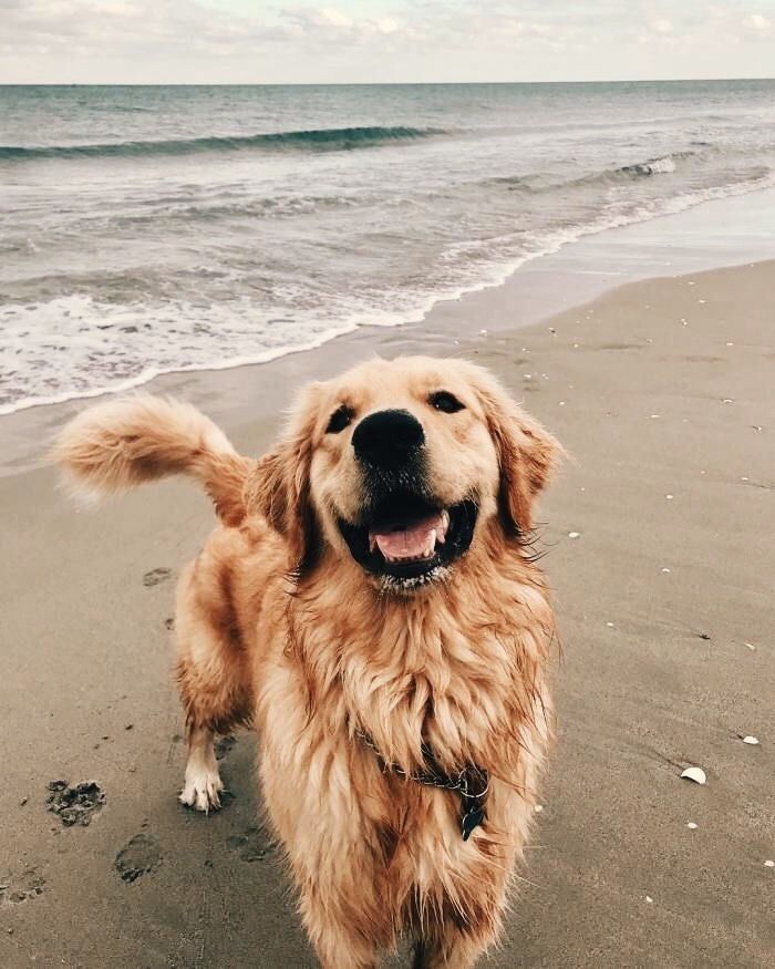 a dog standing on top of a beach next to the ocean