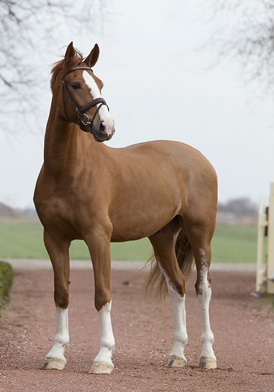 a brown horse standing on top of a dirt field