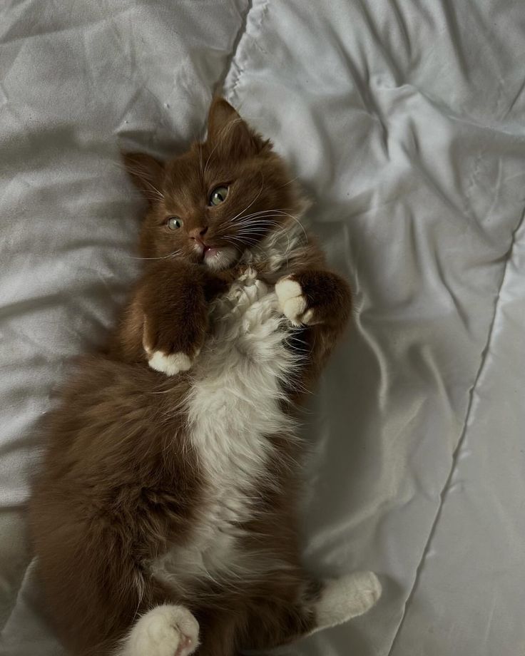 a brown and white cat laying on top of a bed