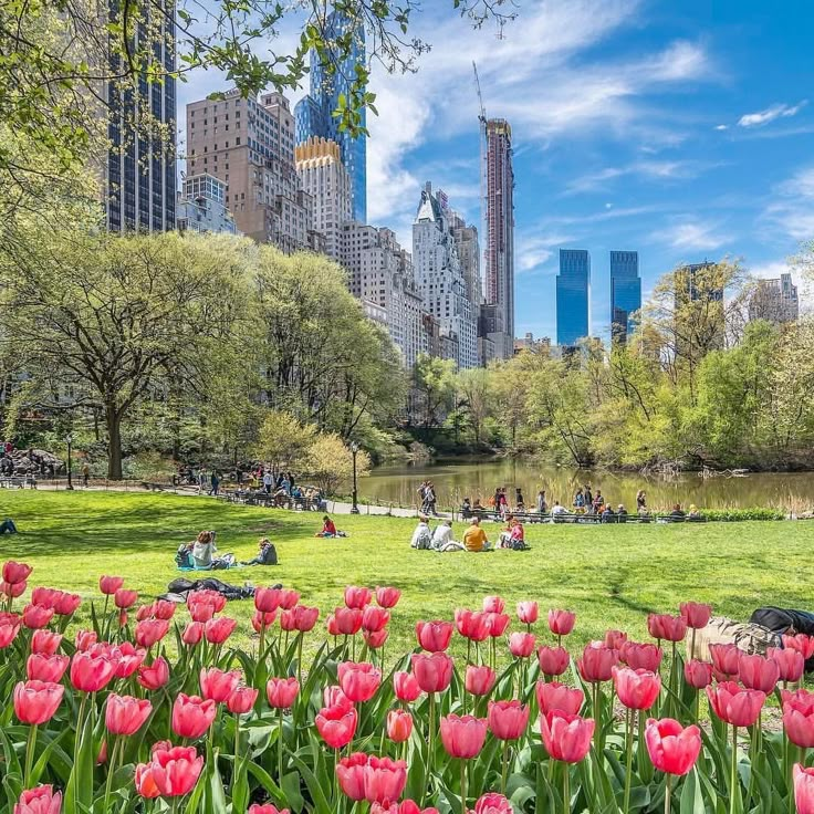 people are sitting on the grass near pink tulips in central park, new york city