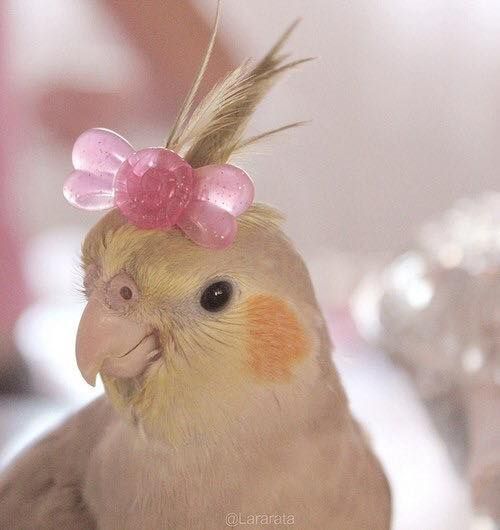 a close up of a bird with a pink bow on top of it's head