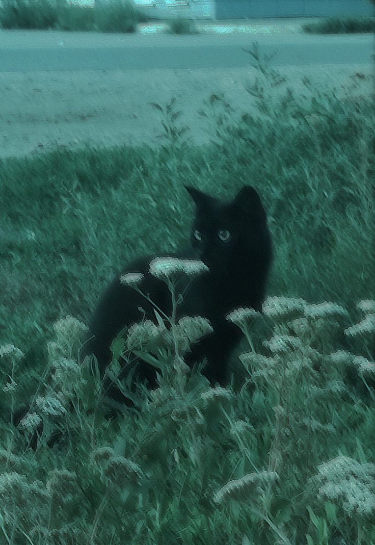 a black cat is sitting in the tall grass