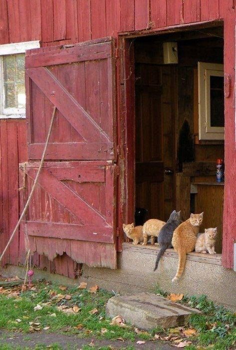 black and white photograph of an orange cat in front of a barn with its door open