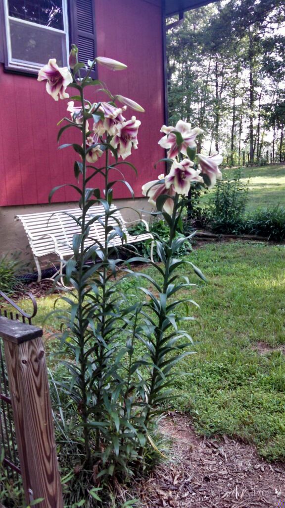 some white and pink flowers in front of a red building with a wooden fence around it