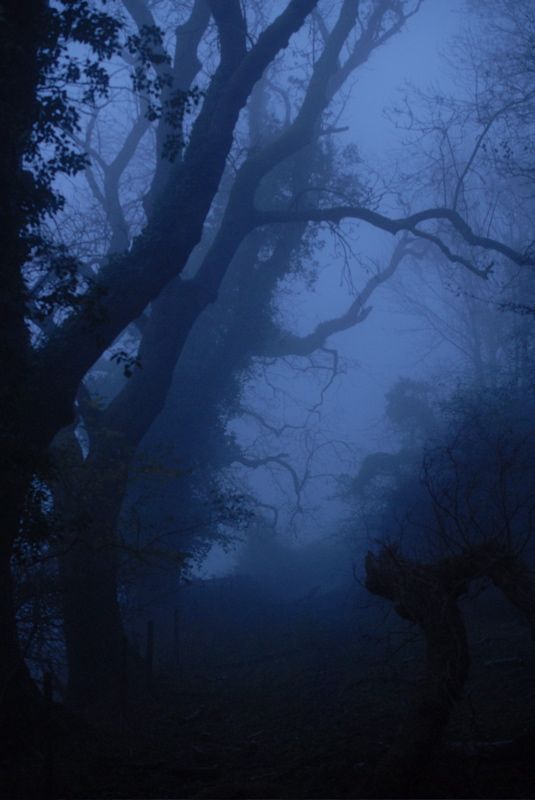 trees in the fog with no leaves on them