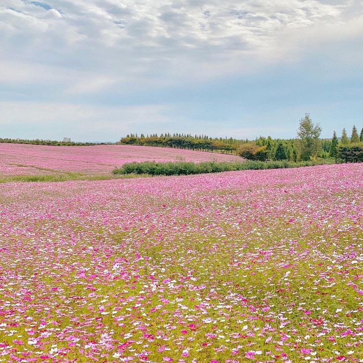 a field full of pink and white flowers under a blue sky with trees in the background