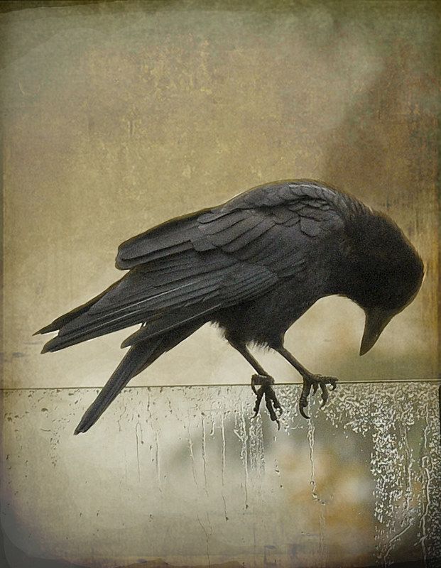 a black bird sitting on top of a wet window sill with its beak in it's mouth