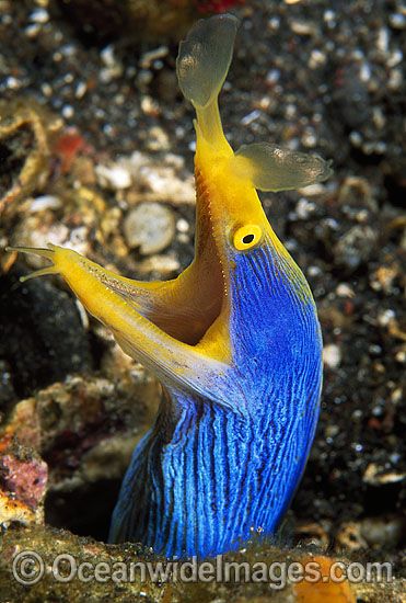 a blue and yellow squid with it's mouth open on the ground next to rocks