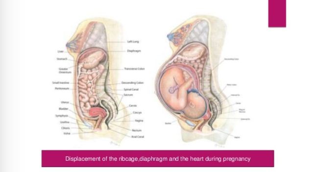 an image of the anatomy of the stomach