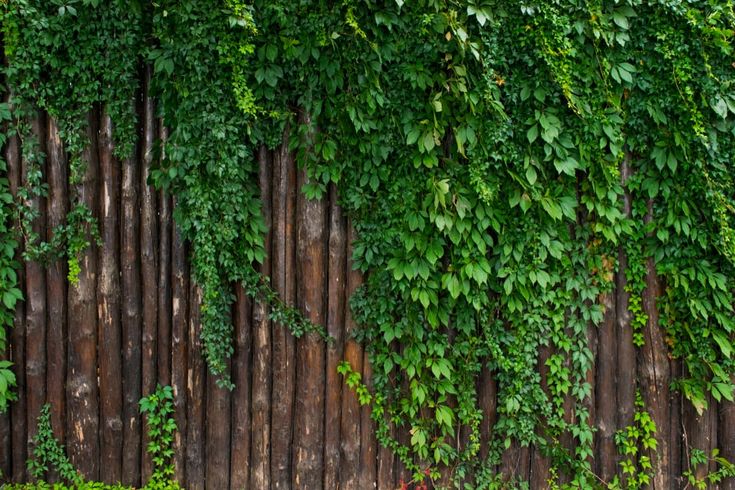 a wooden fence covered in green plants and flowers next to a red fire hydrant