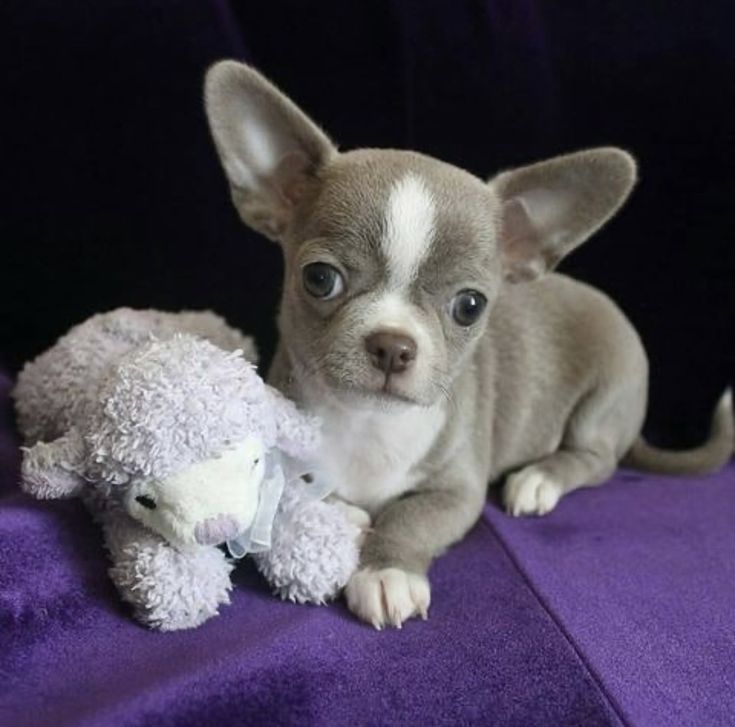 a small gray and white dog sitting next to a stuffed sheep on a purple blanket