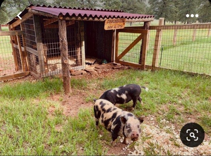 two black and white pigs standing in front of a fenced in area with a dog house