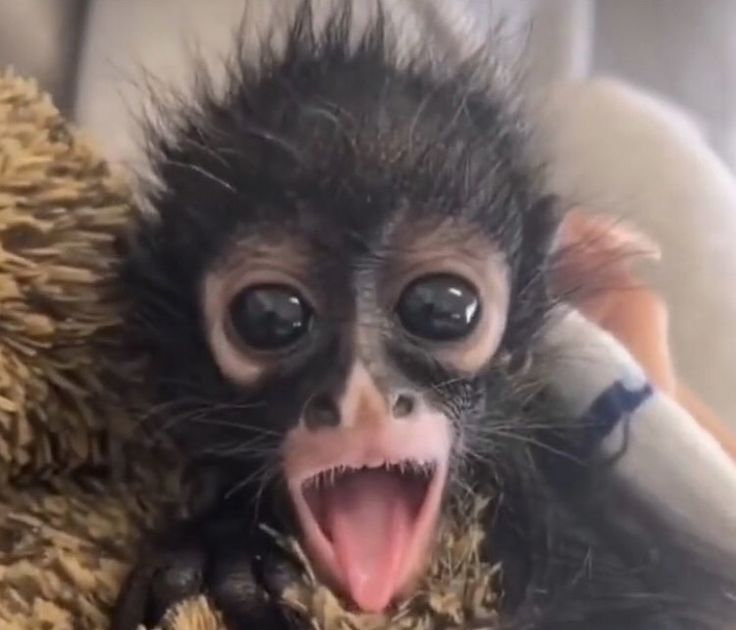 a baby monkey with it's mouth open and its tongue out, sitting on top of a stuffed animal