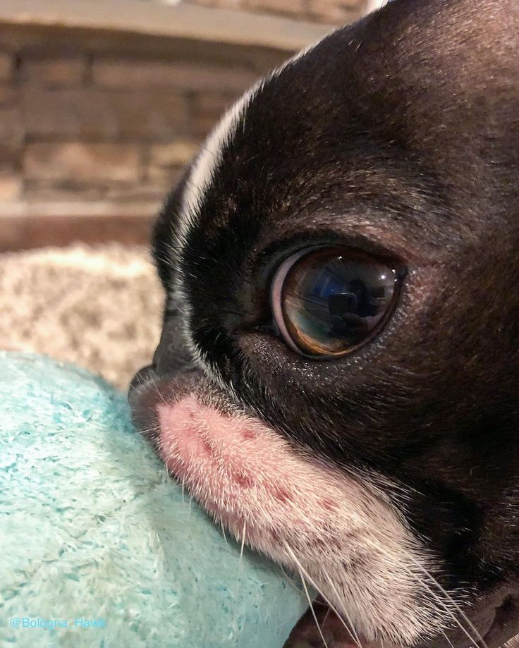 a small black and white dog chewing on a blue ball with it's nose