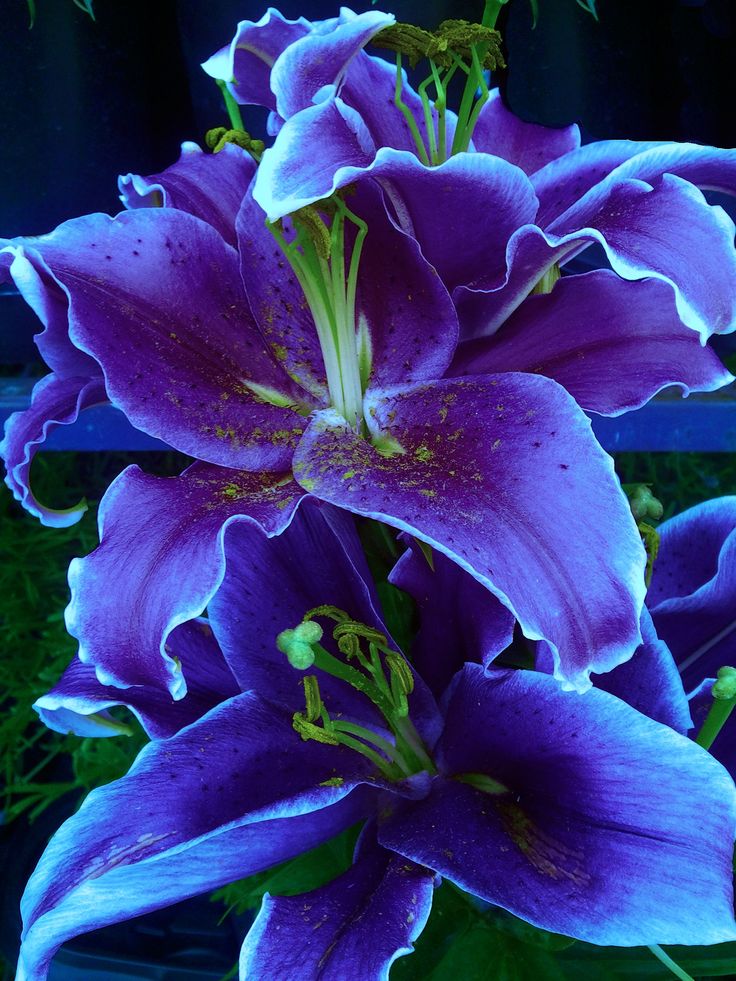 purple flowers are blooming in the dark, with green leaves around them and blue stems