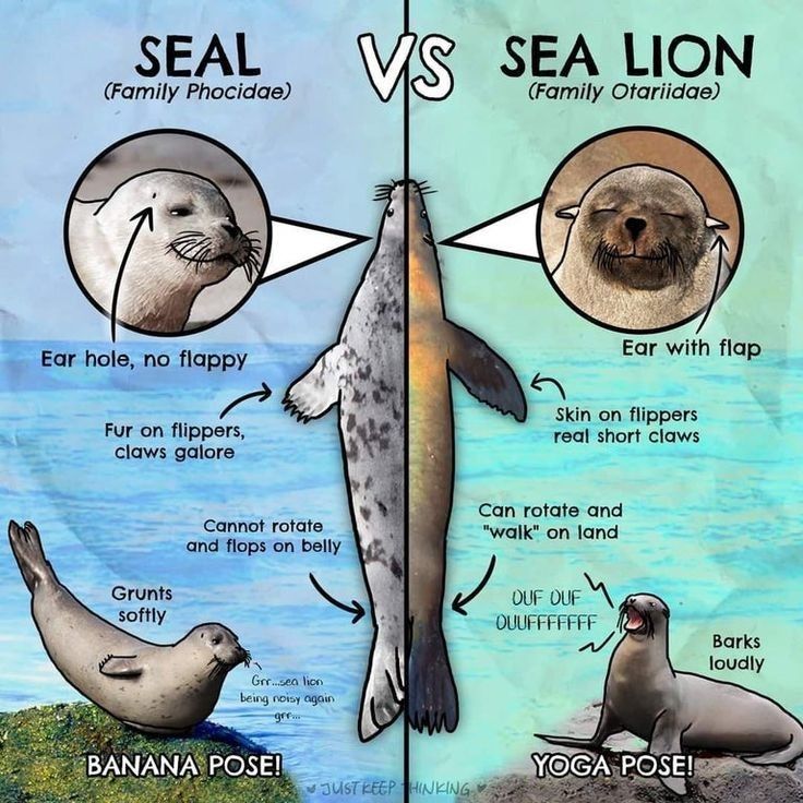 an image of sea lions and sealions with captioning below that says seal vs sea lion