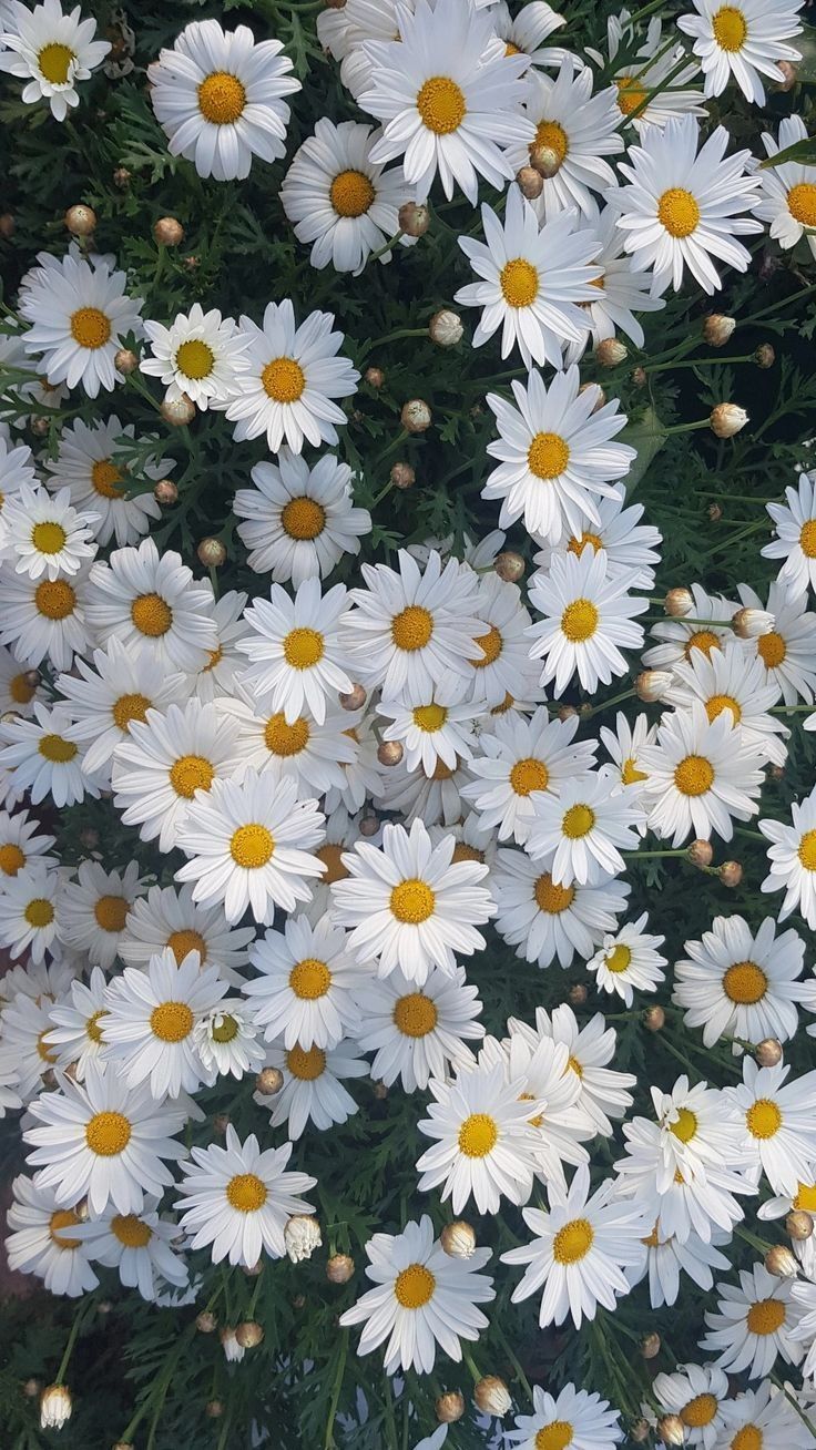 many white flowers with yellow centers on them