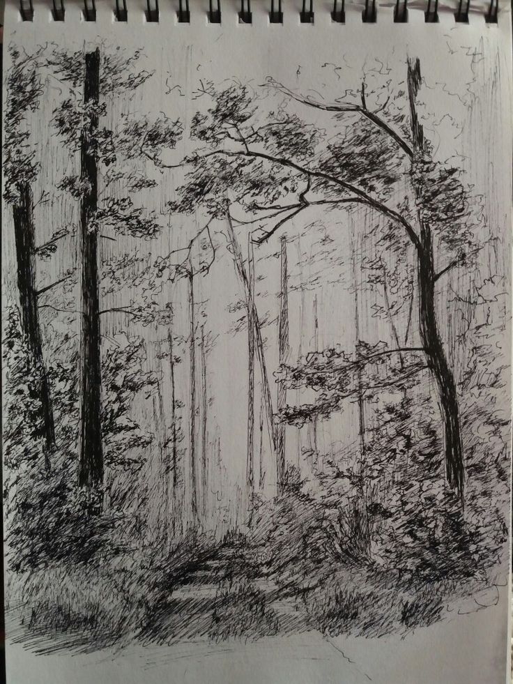 a pencil drawing of trees in the woods