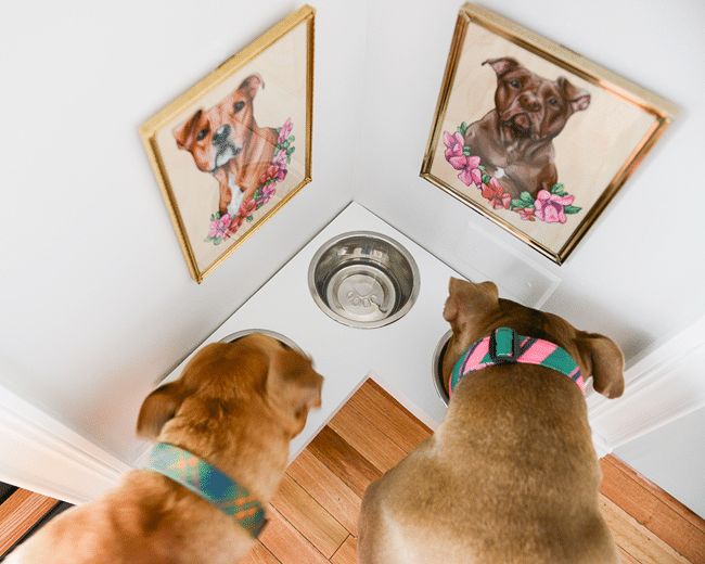 two dogs looking up at the ceiling with pictures on it and one dog wearing a bandana