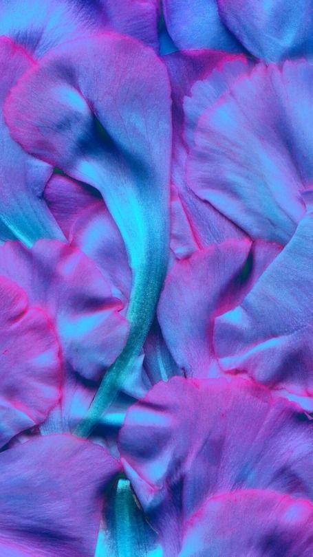 pink and blue flowers with green stems in the center, on a purple cloth background