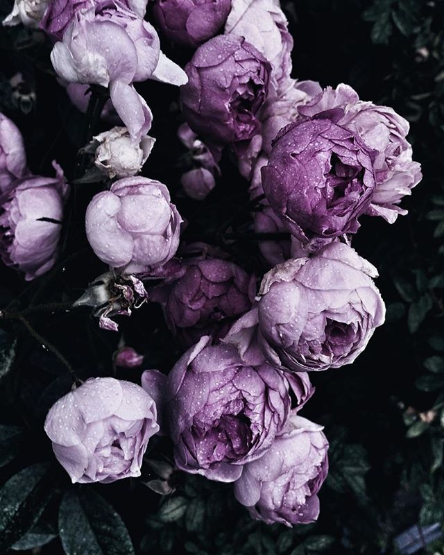 a bunch of flowers that are sitting in the grass