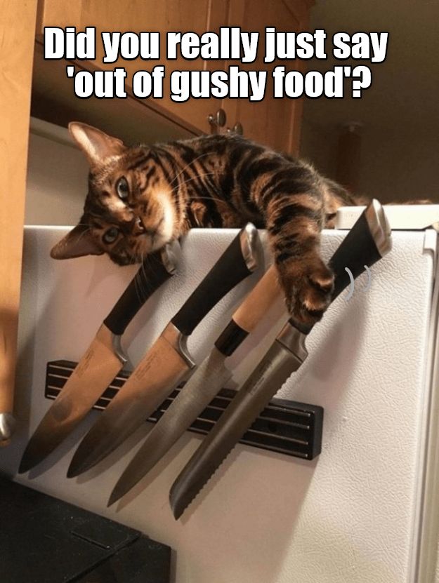 a cat sitting on top of a refrigerator with knives hanging from it's handles