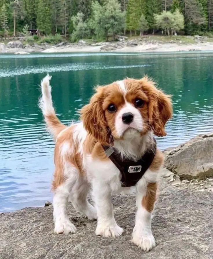 a small brown and white dog standing on top of a rock next to a lake