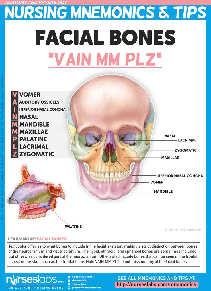 the facial bones are labeled in this diagram