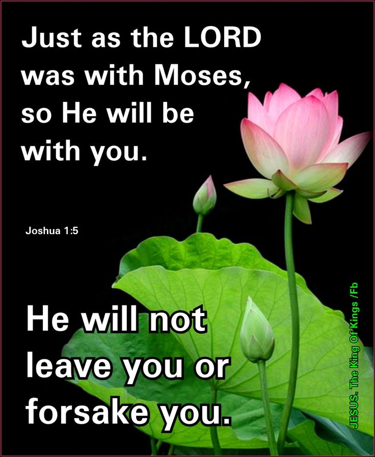 a pink lotus flower sitting on top of a green leafed plant with a bible verse