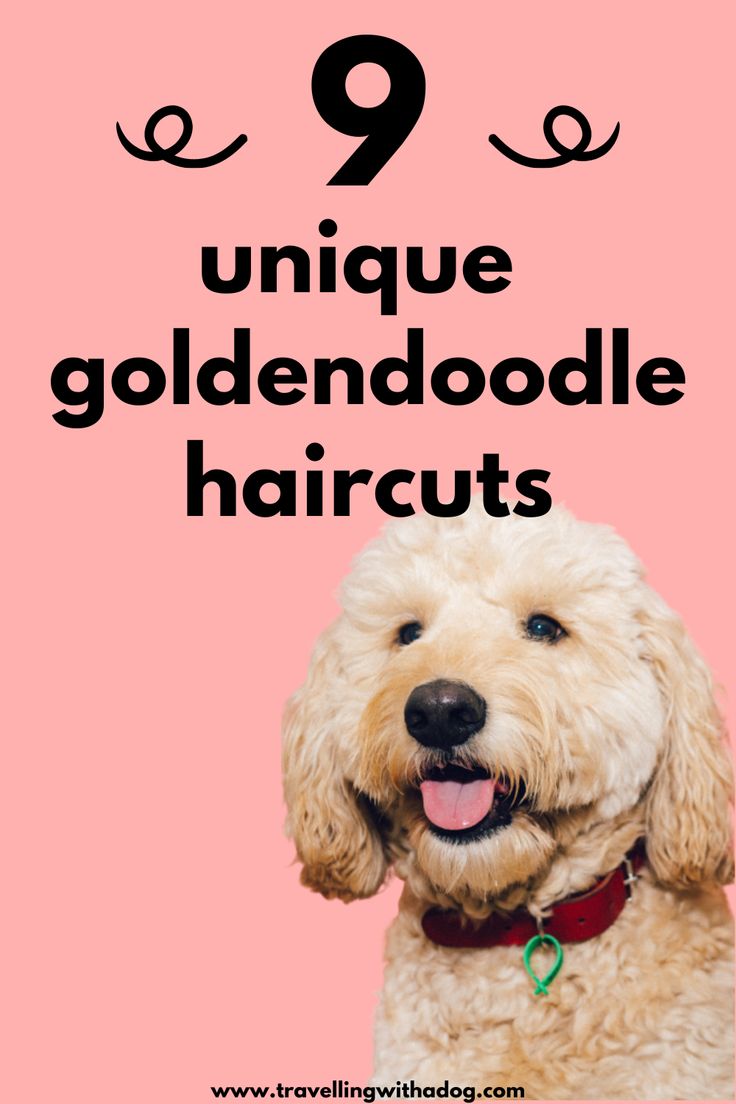 a dog with its tongue out and the words unique goldendoodle haircuts