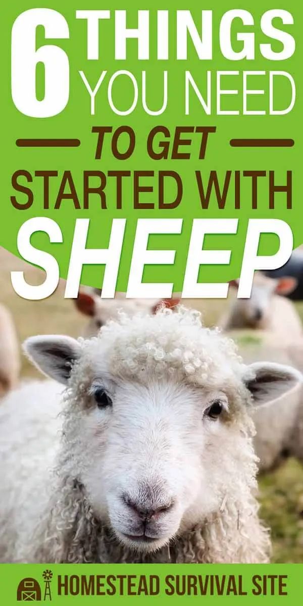 a sheep with the words 6 things you need to get started with sheep on it