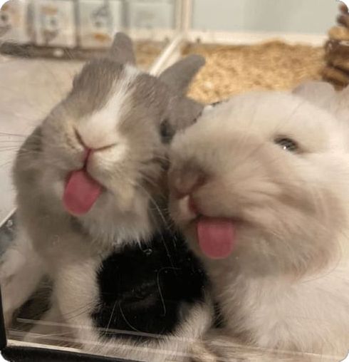 two white and gray rabbits sticking their tongues out in front of a mirror with its tongue hanging out