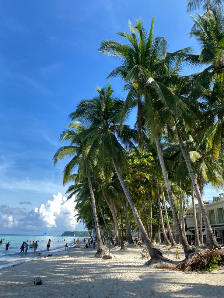 palm trees line the beach as people play in the water