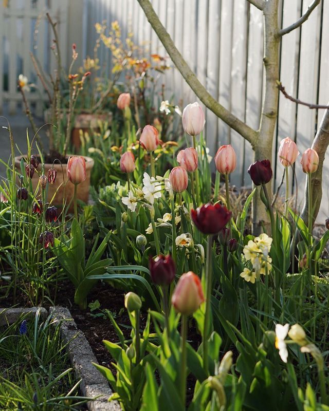 many different types of flowers growing in a garden next to a white fence and trees