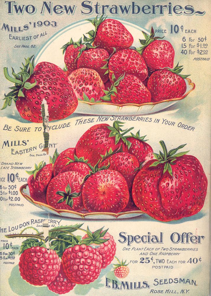 an old advertisement for strawberries from the early 1900's, with two new strawberry varieties