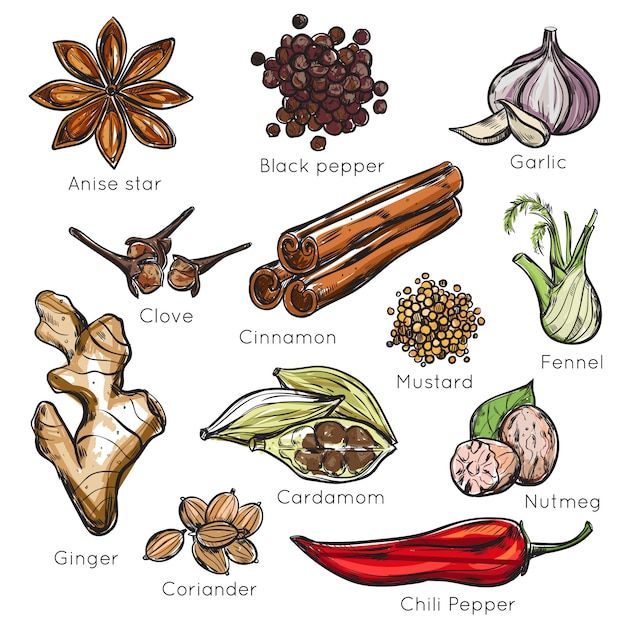 an illustration of spices and herbs