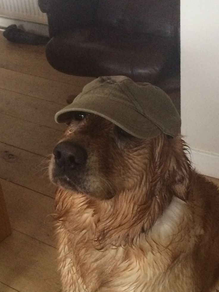 a brown dog wearing a hat sitting on the floor next to a table and chair