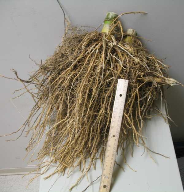 a plant with roots and a ruler on the ground