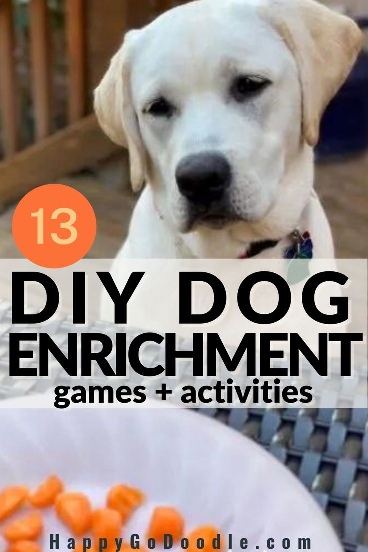 Labrador Retriever dog's happy face and the title DOG DIY Enrichment games & activities Inside Dog Activities, Diy Obstacle Course For Dogs, Dog Entertainment Ideas Diy, At Home Dog Enrichment, Dog Feeding Enrichment, Puppy Brain Games, Homemade Brain Games For Dogs, Puppy Boredom Busters Diy, Enrichment Games For Dogs