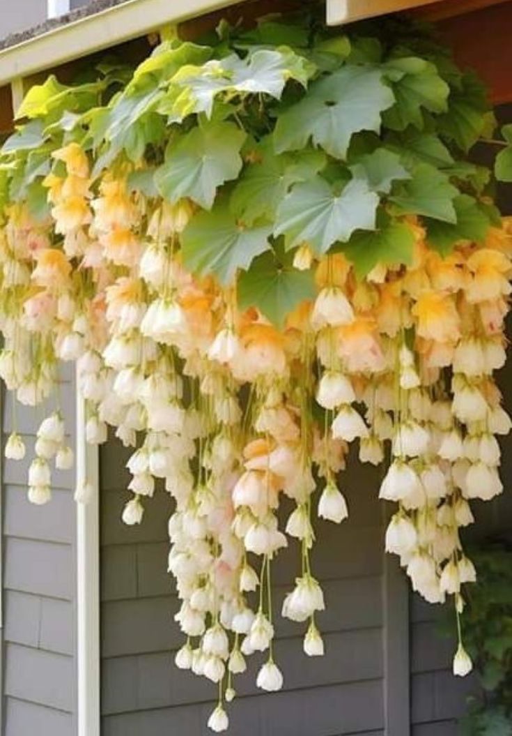 flowers hanging from the side of a house