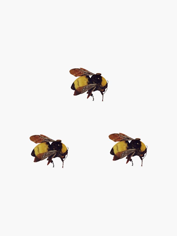 three bees flying in the air with their heads turned to look like they are facing different directions