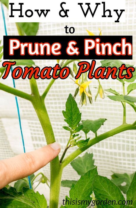 how and why to prune and pinch tomato plants in the garden with text overlay